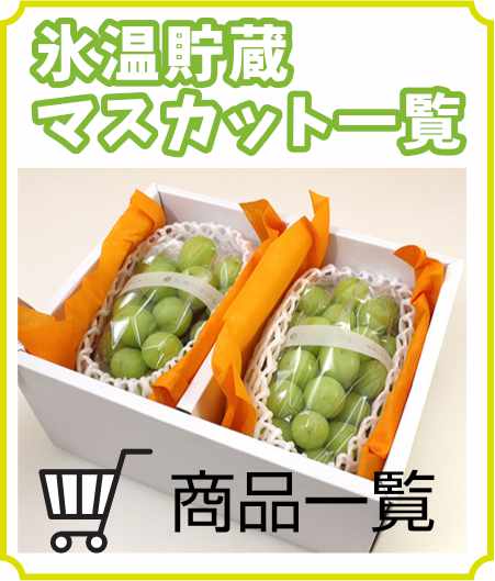 氷温貯蔵シャインマスカット家庭用・訳あり2kg | 信州中野 氷温貯蔵シャインマスカット家庭用・訳あり2kg | 信州中野
