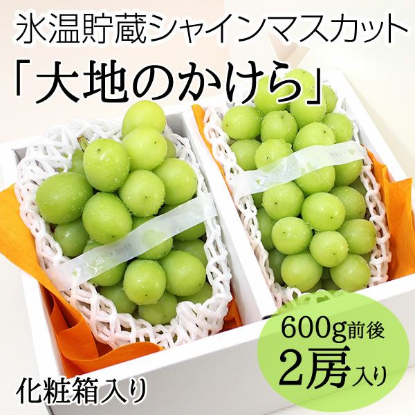 氷温貯蔵シャインマスカット大地のかけら2房 | 信州中野シャイン