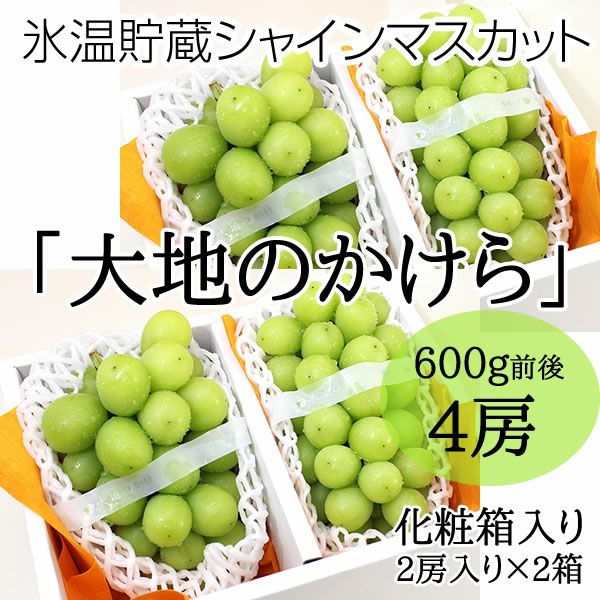 氷温貯蔵シャインマスカット大地のかけら4房 | 信州中野シャイン